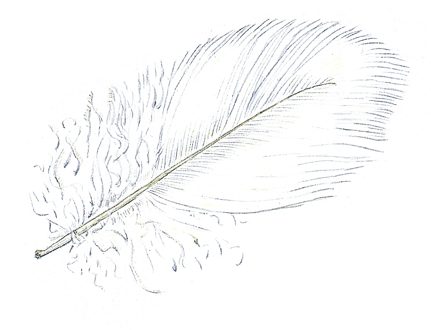 eine Schwanenfeder gemalt von Almuth Mota